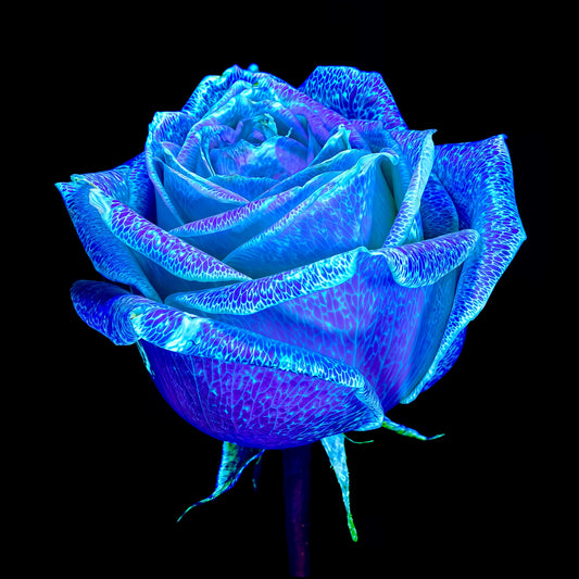 La Rose qui Rêvait le Ciel