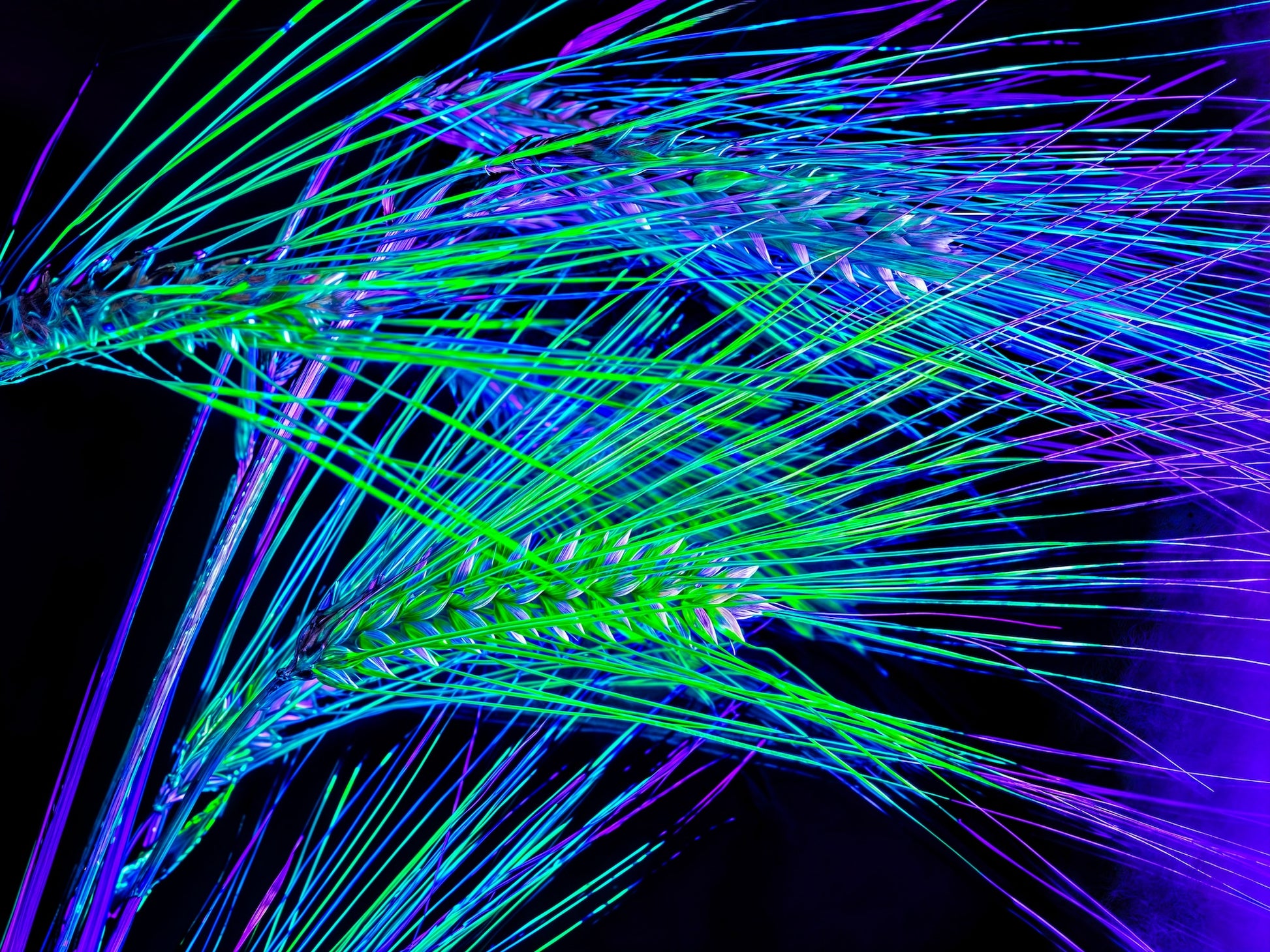 Les Lignes où Court la Lumière