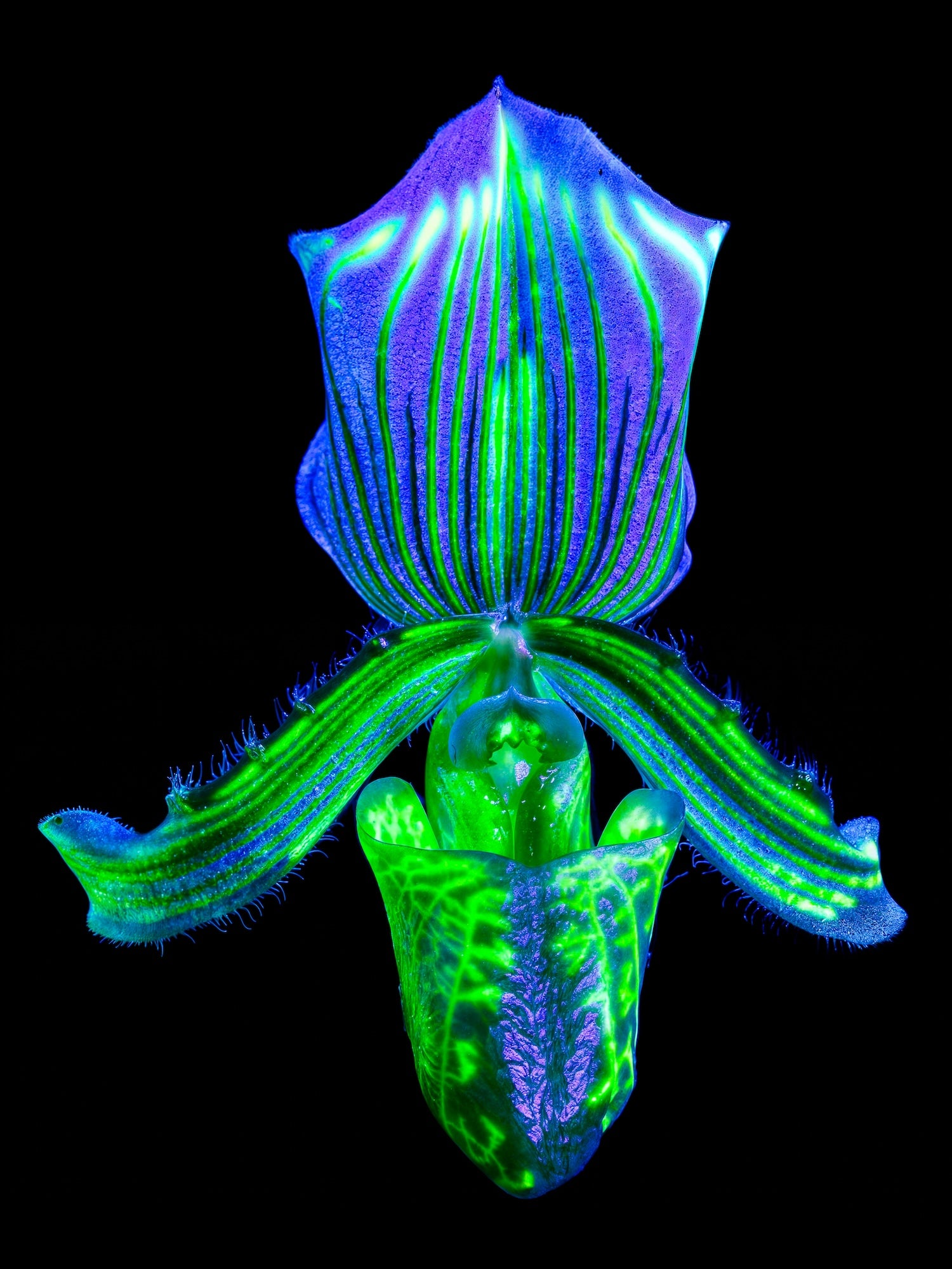 The Secret Radiance of Desire