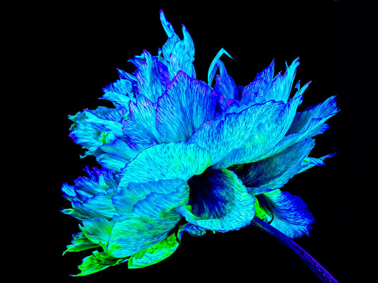 The Blue Radiance of the Astral Peony
