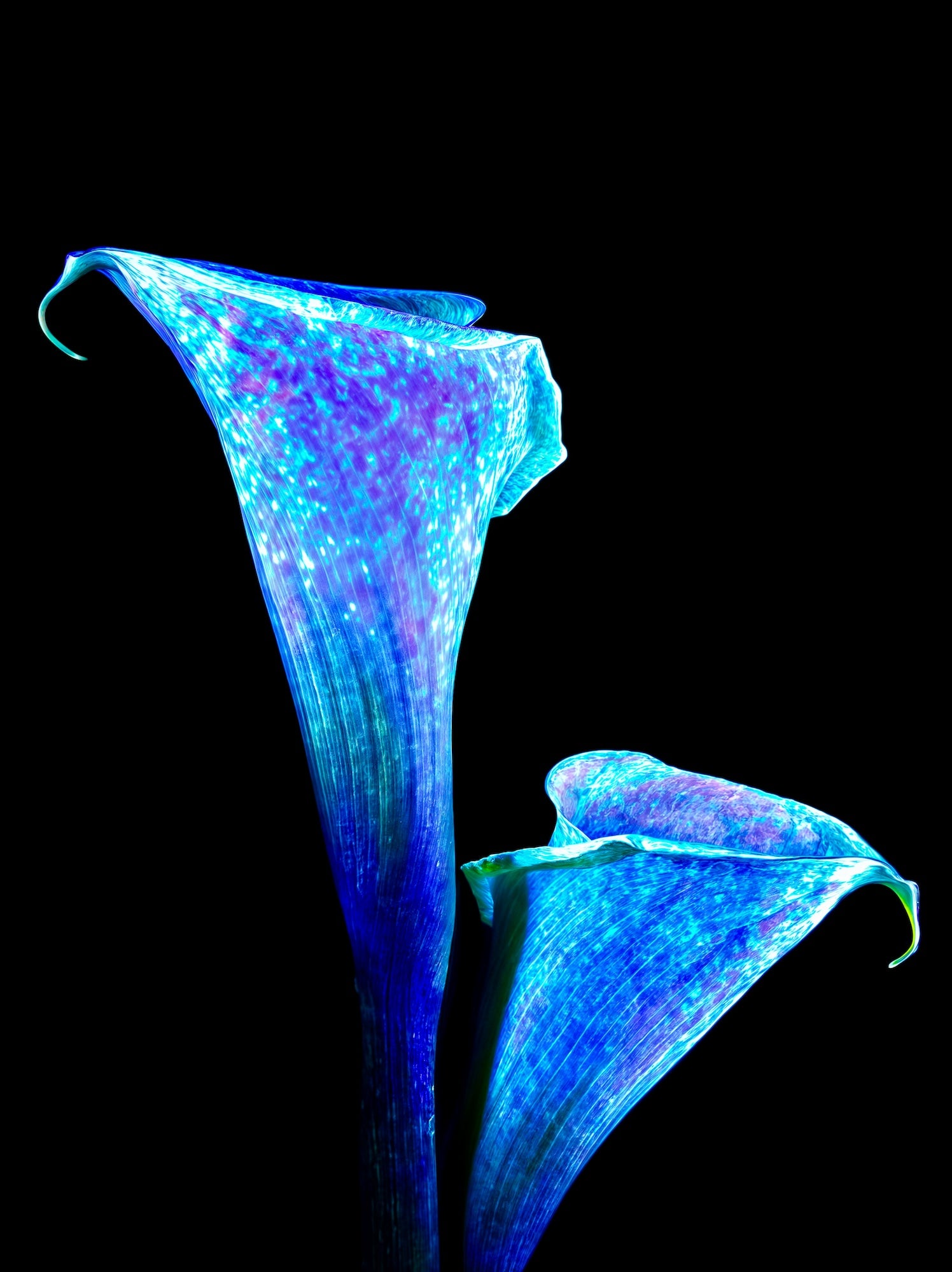 L’Étreinte des Lys Stellaires