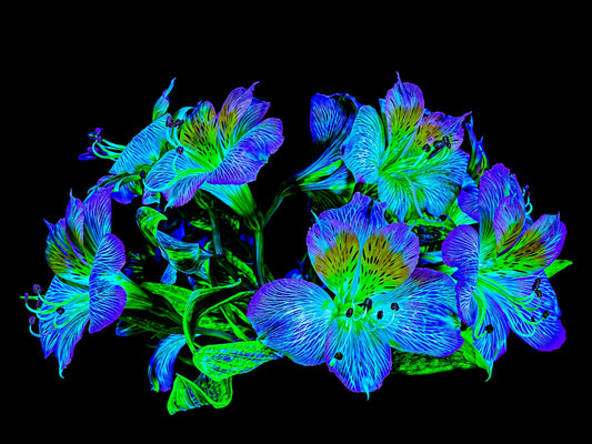 Constellation Florale