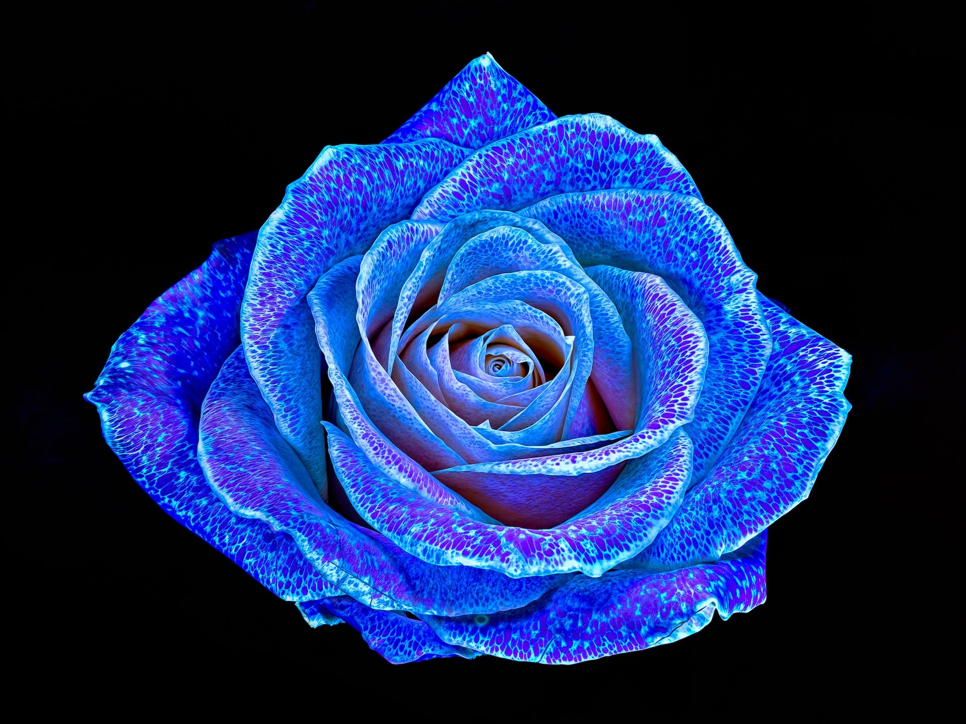 Main image La Rose aux mille constellations