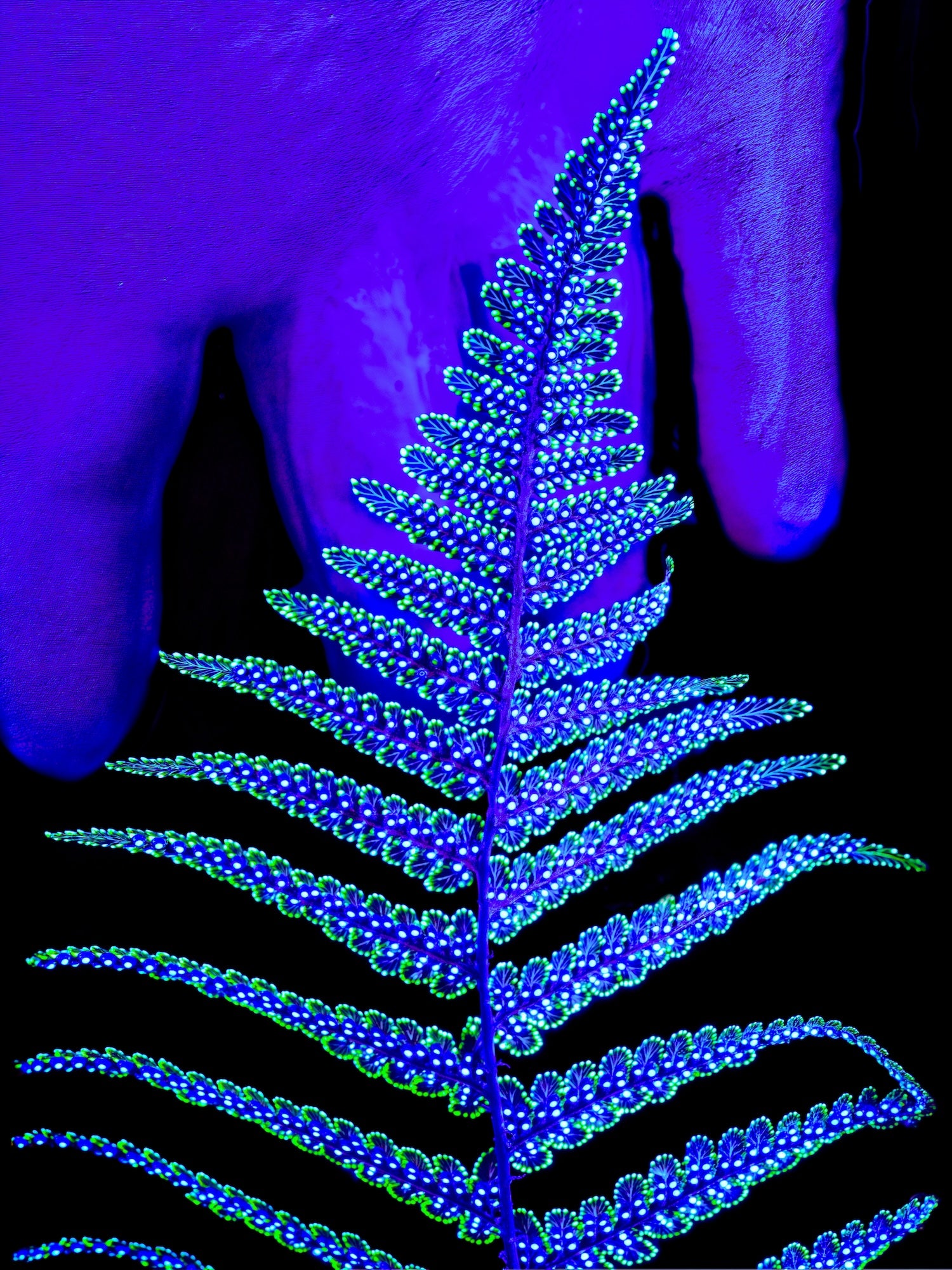 Le Code Secret du Feuillage