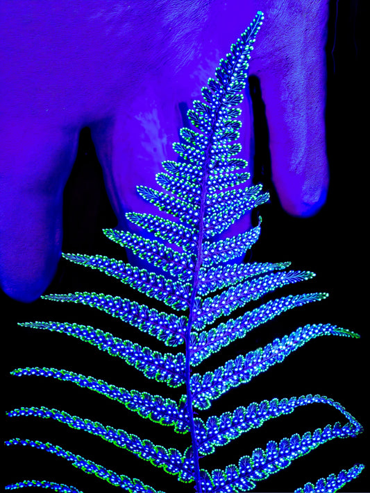 Le Code Secret du Feuillage