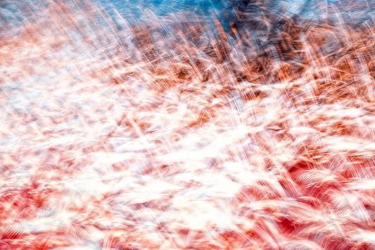 The Sea of ​​Red Feathers