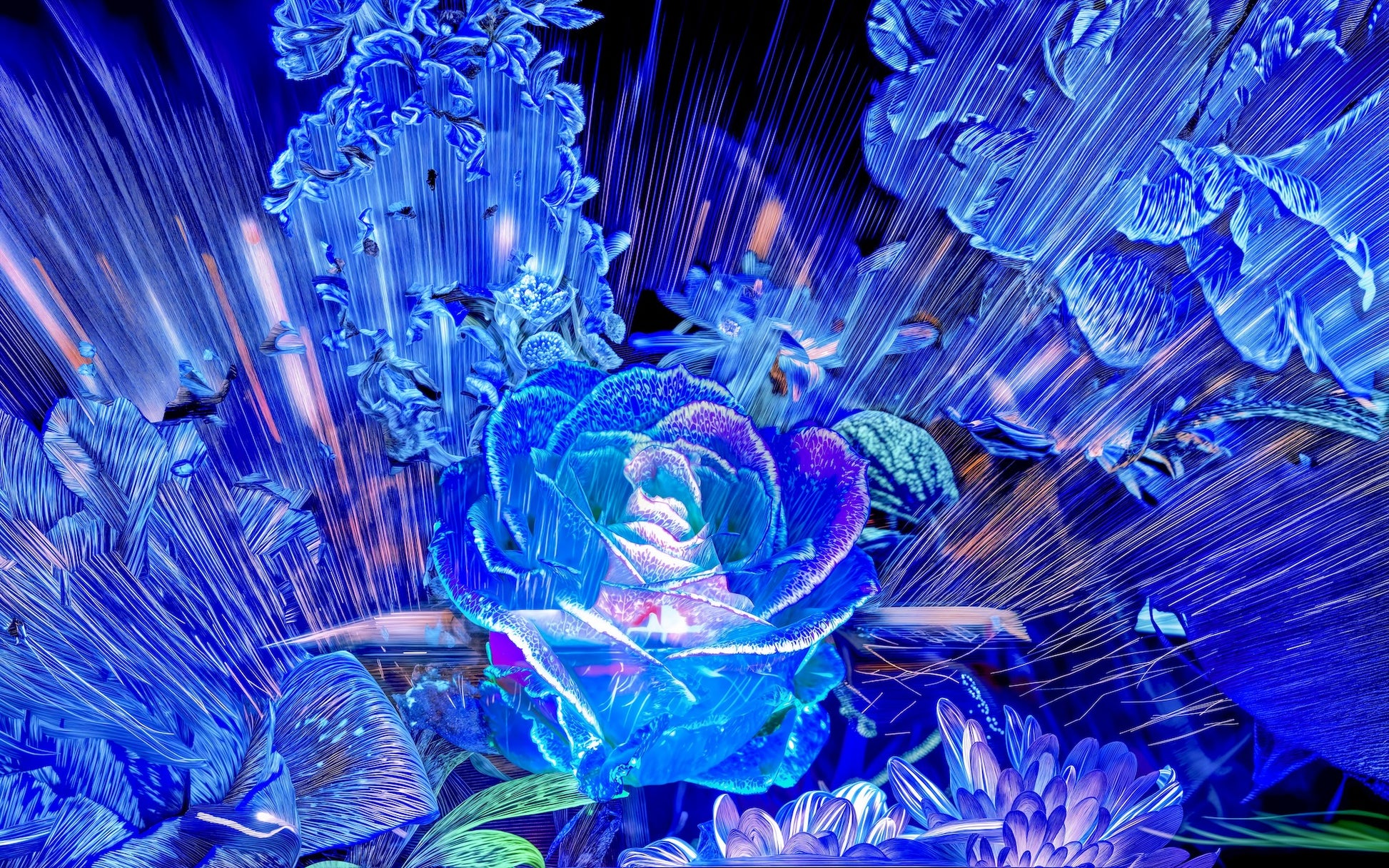 Rose born from a celestial radiance